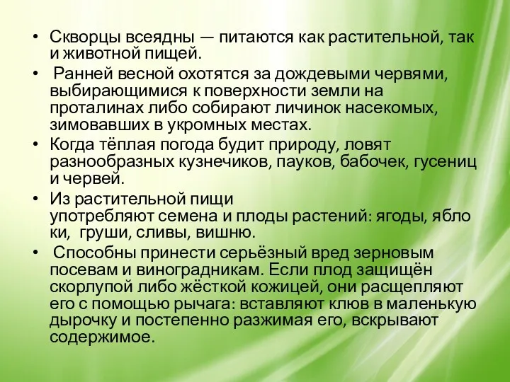 Скворцы всеядны — питаются как растительной, так и животной пищей.