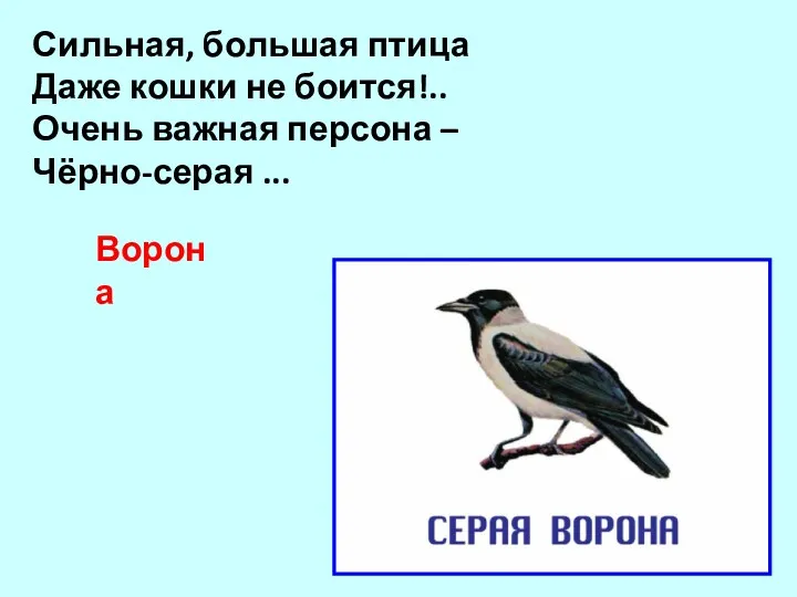 Сильная, большая птица Даже кошки не боится!.. Очень важная персона – Чёрно-серая ... Ворона