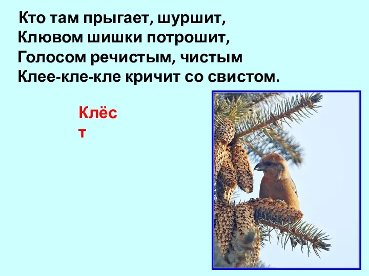 Кто там прыгает, шуршит, Клювом шишки потрошит, Голосом речистым, чистым Клее-кле-кле кричит со свистом. Клёст