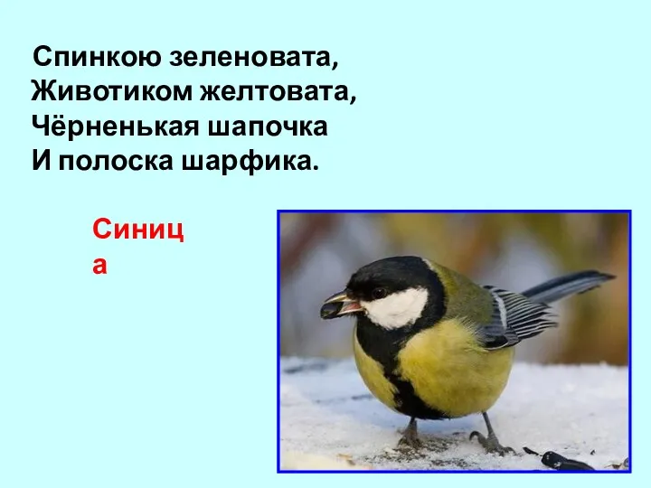 Спинкою зеленовата, Животиком желтовата, Чёрненькая шапочка И полоска шарфика. Синица