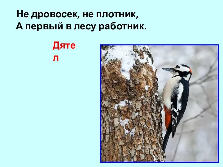 Не дровосек, не плотник, А первый в лесу работник. Дятел