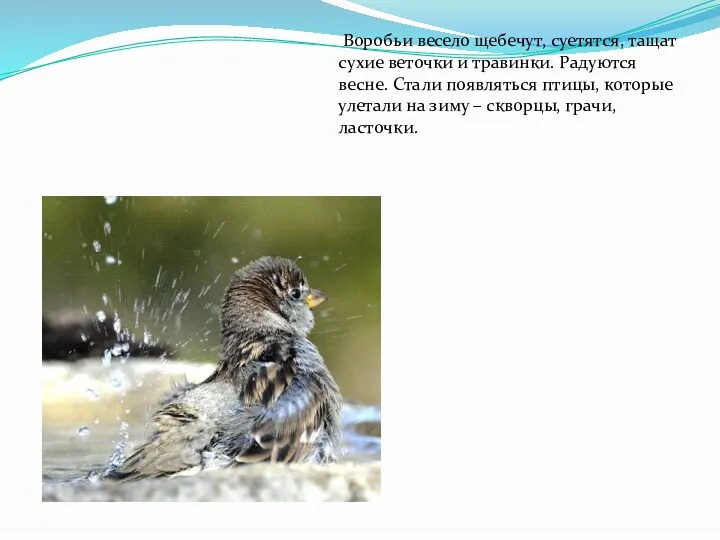 Воробьи весело щебечут, суетятся, тащат сухие веточки и травинки. Радуются