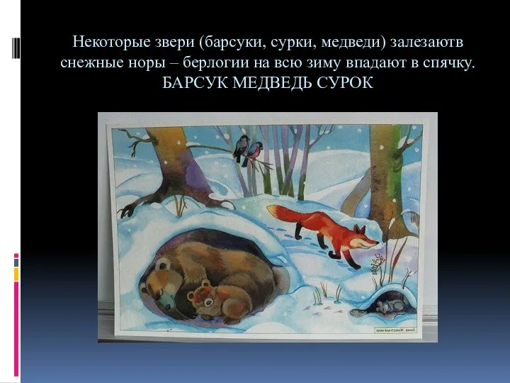 Некоторые звери (барсуки, сурки, медведи) залезаютв снежные норы – берлогии