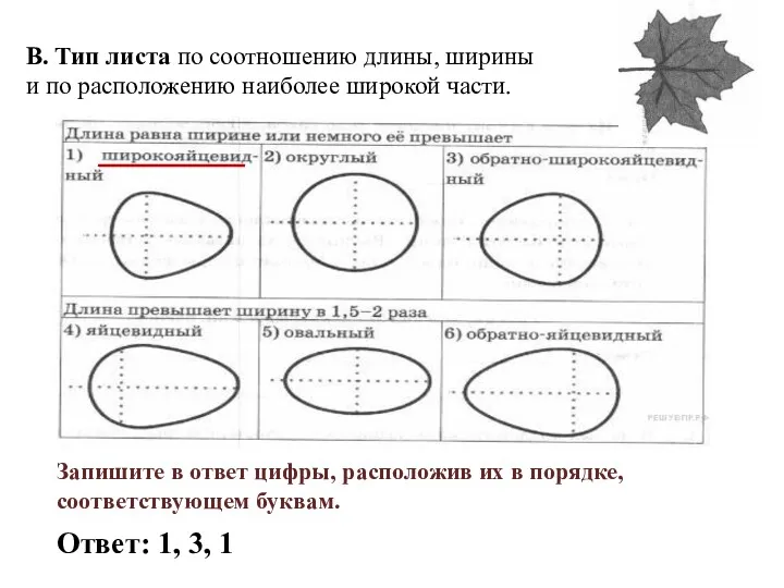 В. Тип листа по соотношению длины, ширины и по расположению