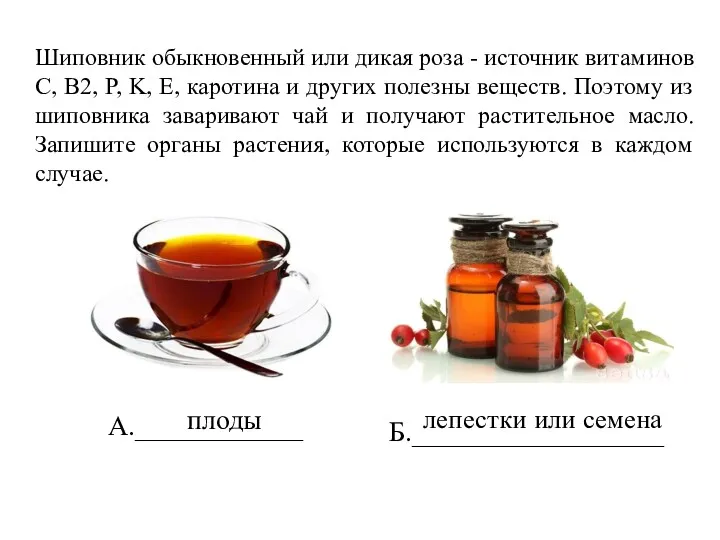 Шиповник обыкновенный или дикая роза - источник витаминов C, B2, P, K, E,