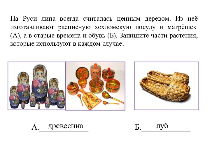 На Руси липа всегда считалась ценным деревом. Из неё изготавливают расписную хохломскую посуду