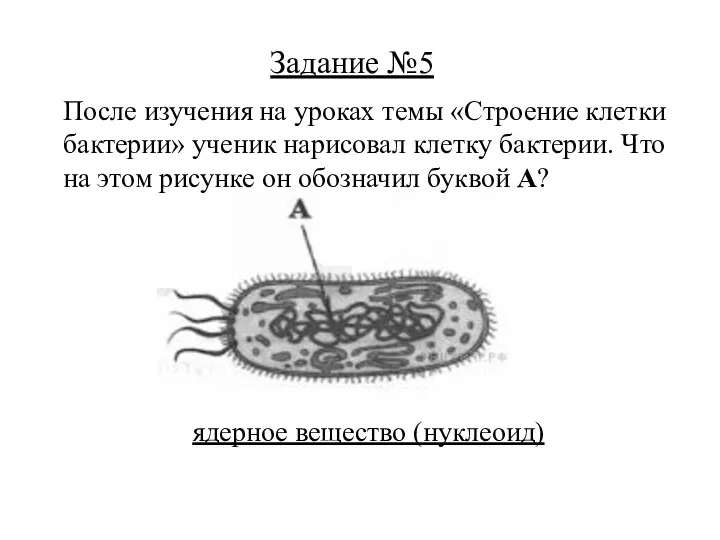 ядерное вещество (нуклеоид) Задание №5 После изучения на уроках темы «Строение клетки бактерии»