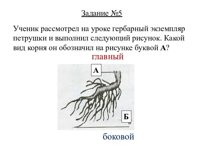 Ученик рассмотрел на уроке гербарный экземпляр петрушки и выполнил следующий