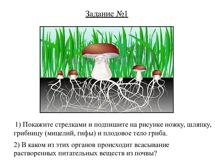 Задание №1 1) Покажите стрелками и подпишите на рисунке ножку, шляпку, грибницу (мицелий,