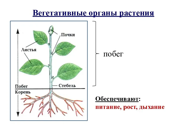 побег Вегетативные органы растения Обеспечивают: питание, рост, дыхание