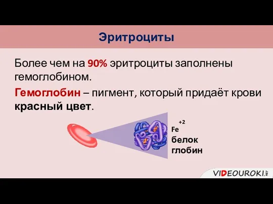 Эритроциты Более чем на 90% эритроциты заполнены гемоглобином. Гемоглобин –