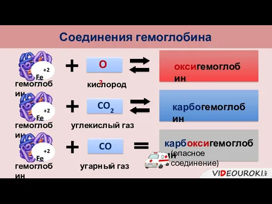 Соединения гемоглобина гемоглобин кислород оксигемоглобин О2 гемоглобин углекислый газ карбогемоглобин