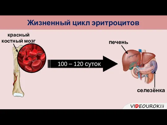 Жизненный цикл эритроцитов красный костный мозг печень селезёнка