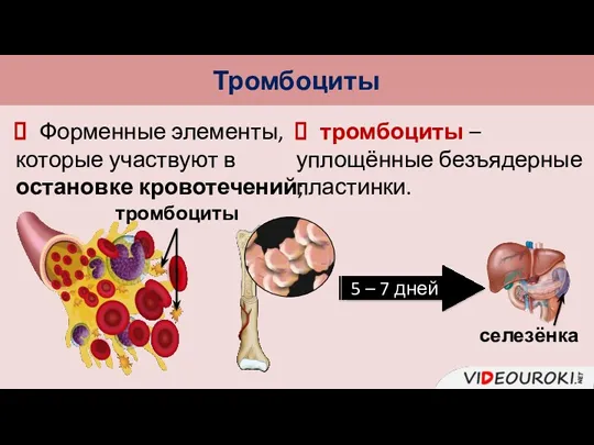 Тромбоциты тромбоциты Форменные элементы, которые участвуют в остановке кровотечений; тромбоциты – уплощённые безъядерные пластинки. селезёнка