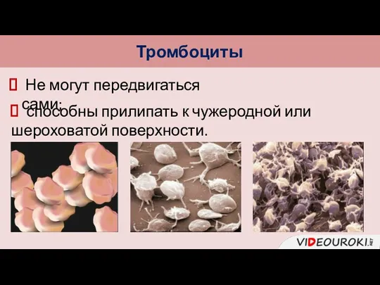 Тромбоциты Не могут передвигаться сами; способны прилипать к чужеродной или шероховатой поверхности.