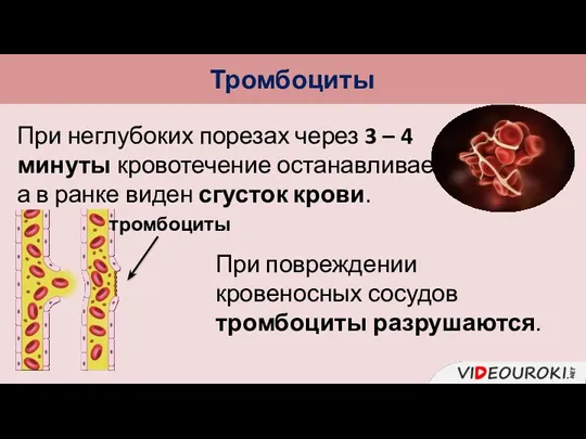 Тромбоциты При неглубоких порезах через 3 – 4 минуты кровотечение