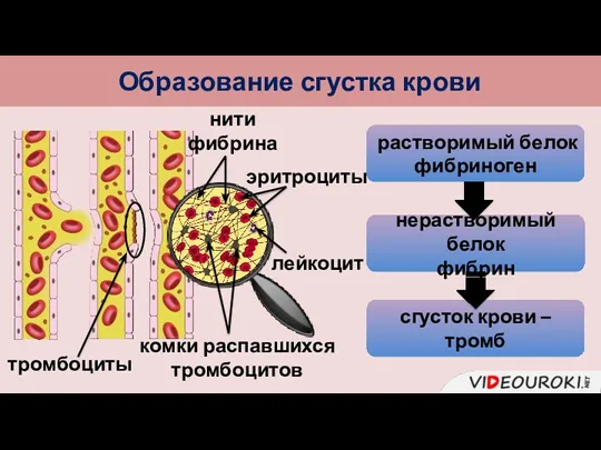 растворимый белок фибриноген сгусток крови – тромб тромбоциты Образование сгустка