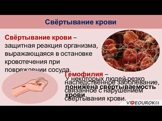 Свёртывание крови Свёртывание крови – защитная реакция организма, выражающаяся в