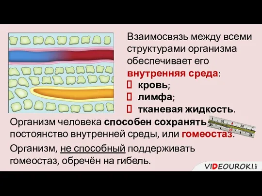 Взаимосвязь между всеми структурами организма обеспечивает его внутренняя среда: кровь;