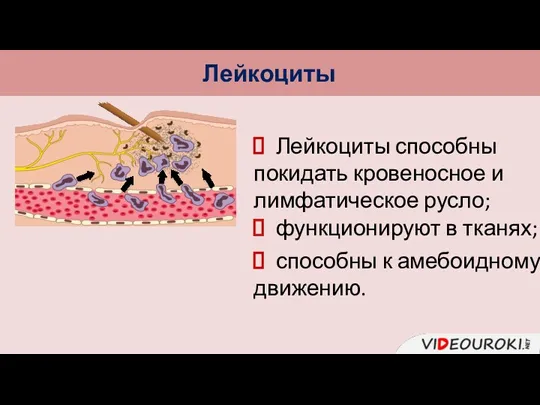 Лейкоциты Лейкоциты способны покидать кровеносное и лимфатическое русло; способны к амебоидному движению. функционируют в тканях;