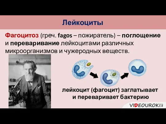 Лейкоциты Фагоцитоз (греч. fagos – пожиратель) – поглощение и переваривание