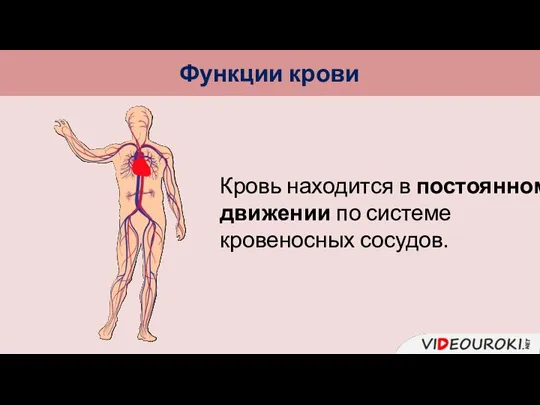 Функции крови Кровь находится в постоянном движении по системе кровеносных сосудов.