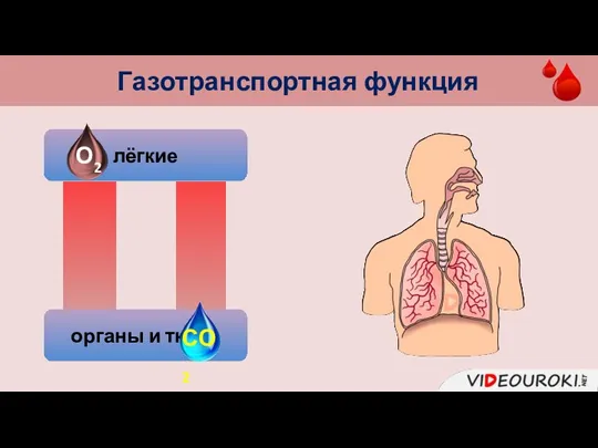 Газотранспортная функция лёгкие органы и ткани