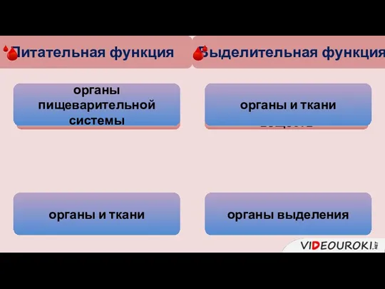 Питательная функция питательные вещества органы пищеварительной системы Выделительная функция продукты