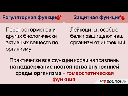 Регуляторная функция Защитная функция Перенос гормонов и других биологически активных