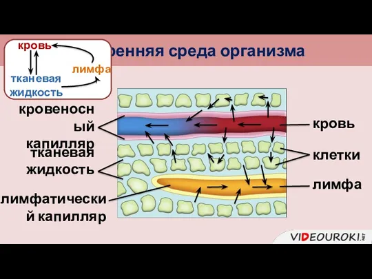 Внутренняя среда организма кровь кровеносный капилляр тканевая жидкость клетки лимфатический капилляр лимфа кровь тканевая жидкость лимфа