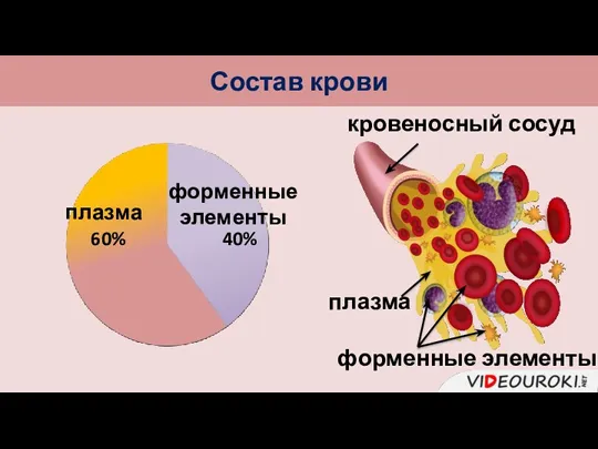 Состав крови плазма форменные элементы 60% 40% кровеносный сосуд плазма форменные элементы