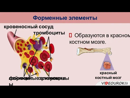 Форменные элементы кровеносный сосуд форменные элементы эритроциты тромбоциты лейкоциты Образуются