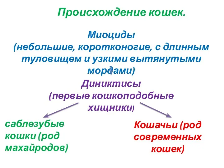 Происхождение кошек. Миоциды (небольшие, коротконогие, с длинным туловищем и узкими