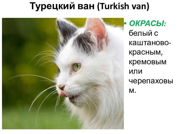 Турецкий ван (Turkish van) ОКРАСЫ: белый с каштаново-красным, кремовым или черепаховым.