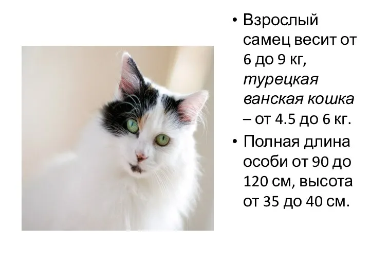 Взрослый самец весит от 6 до 9 кг, турецкая ванская кошка – от