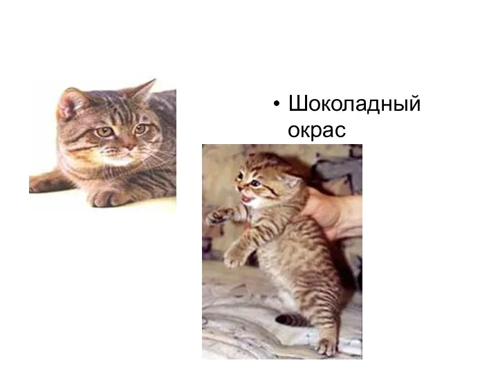 Шоколадный окрас