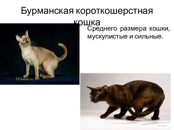 Бурманская короткошерстная кошка Среднего размера кошки, мускулистые и сильные.