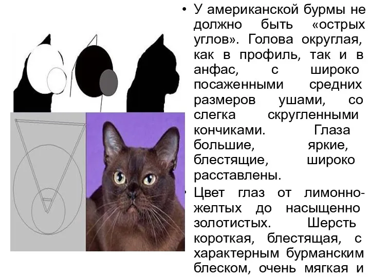 У американской бурмы не должно быть «острых углов». Голова округлая, как в профиль,