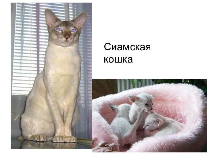 Сиамская кошка