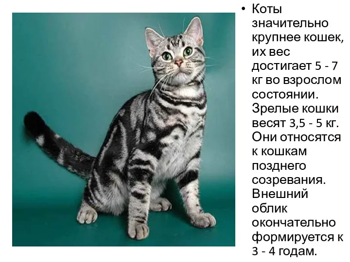 Коты значительно крупнее кошек, их вес достигает 5 - 7