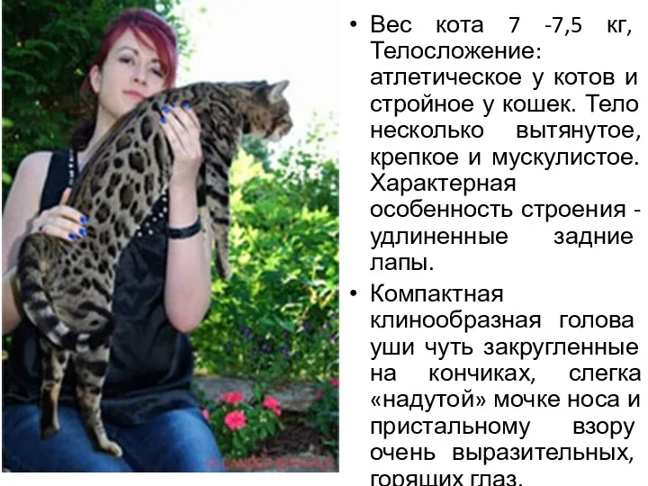 Вес кота 7 -7,5 кг, Телосложение: атлетическое у котов и стройное у кошек.