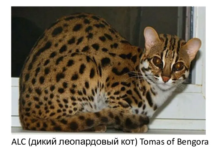 ALC (дикий леопардовый кот) Tomas of Bengora