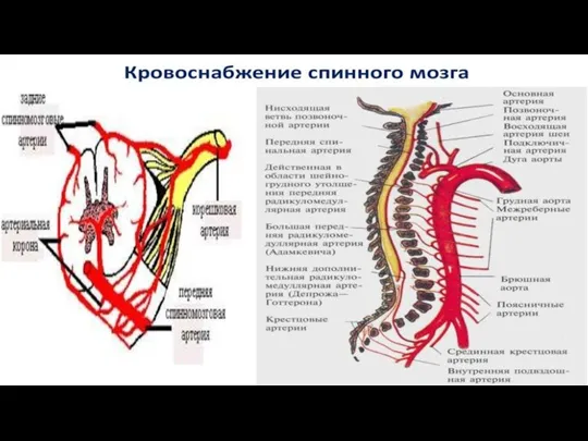 Кровоснабжение спинного мозга