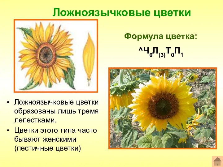 Ложноязычковые цветки Формула цветка: ^Ч0Л(3)Т0П1 Ложноязычковые цветки образованы лишь тремя лепестками. Цветки этого