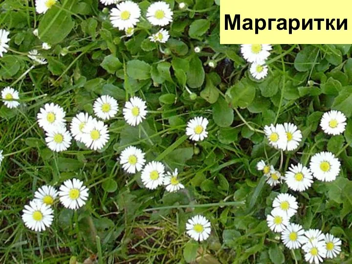 Маргаритки