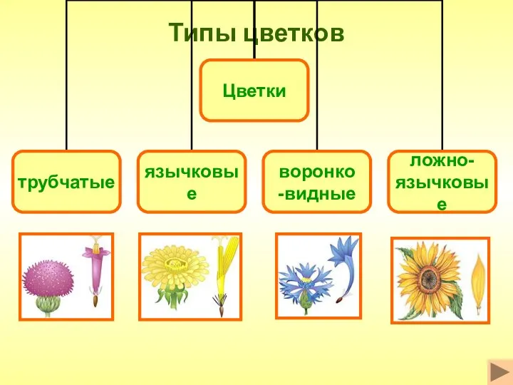 Типы цветков