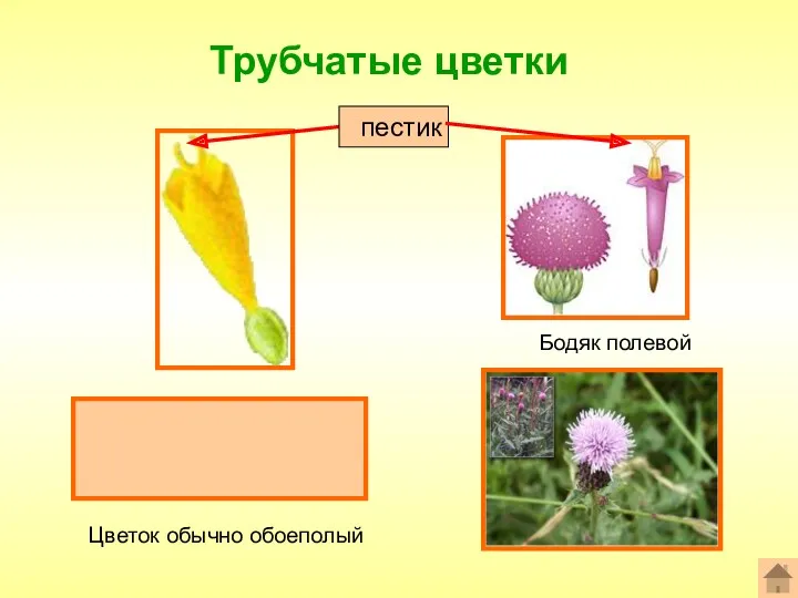 Трубчатые цветки Формула цветка: *Ч0Л(5)Т(5)П1 Бодяк полевой Цветок обычно обоеполый