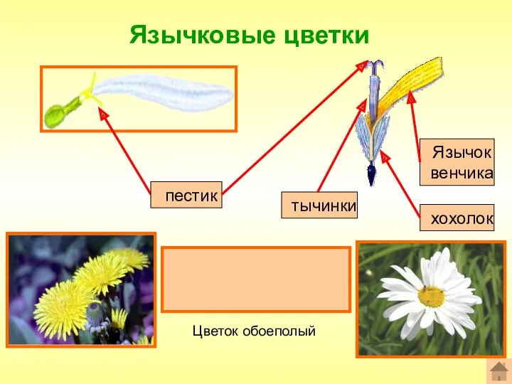 Язычковые цветки Формула цветка: ^Ч0Л(5)Т(5)П1 пестик Язычок венчика Цветок обоеполый