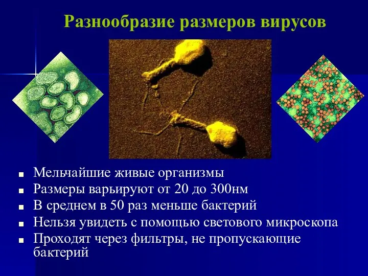 Разнообразие размеров вирусов Мельчайшие живые организмы Размеры варьируют от 20