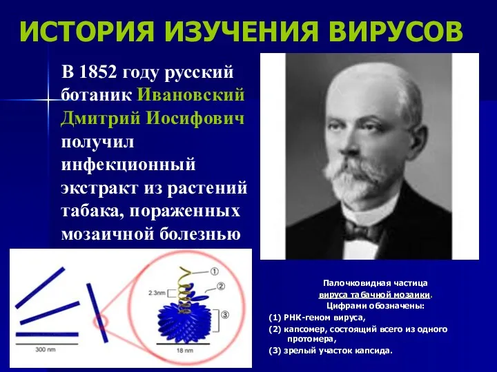 ИСТОРИЯ ИЗУЧЕНИЯ ВИРУСОВ В 1852 году русский ботаник Ивановский Дмитрий